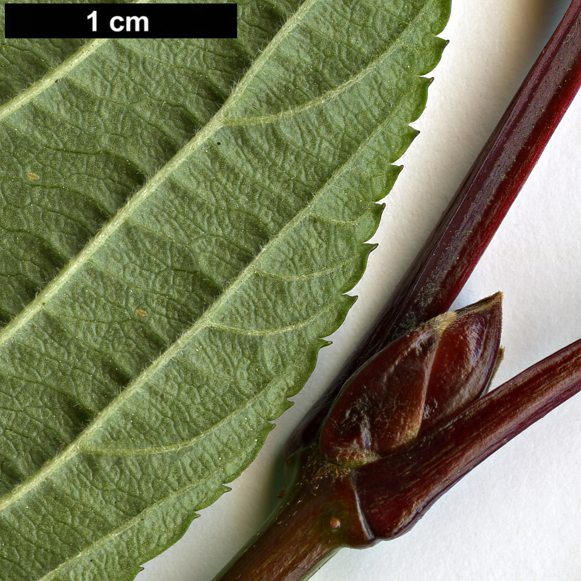 High resolution image: Family: Adoxaceae - Genus: Viburnum - Taxon: grandiflorum - SpeciesSub: f. grandiflorum